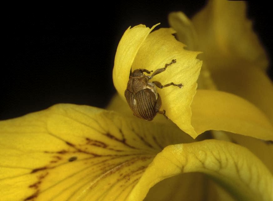 Curculionidae: Mononychus punctumalbum